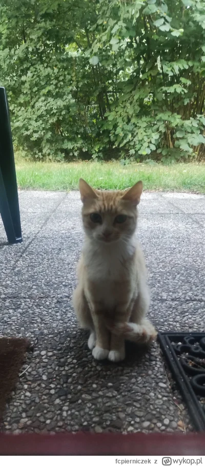 fcpierniczek - #koteczkizprzypadku #koty