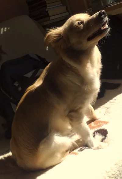 biszkoptowypiesobronny - Czy Lusi skąpanej w słonecznych promyczkach wolno plusa?

#p...