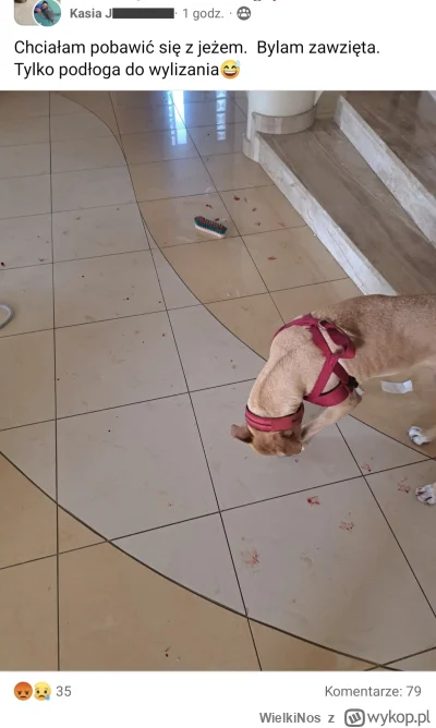 WielkiNos - Kiedy człowiek myśli, że psiarze nie mogą być już głupsi nagle zjawia się...