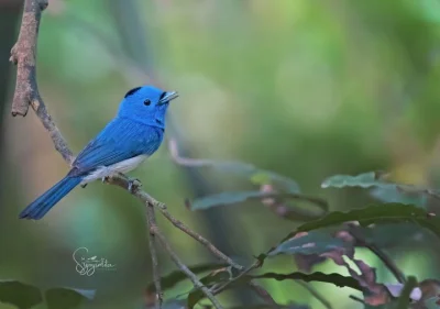 Lifelike - Monarszyk hiacyntowy (Hypothymis azurea) [samiec]
Autor
#photoexplorer #fo...