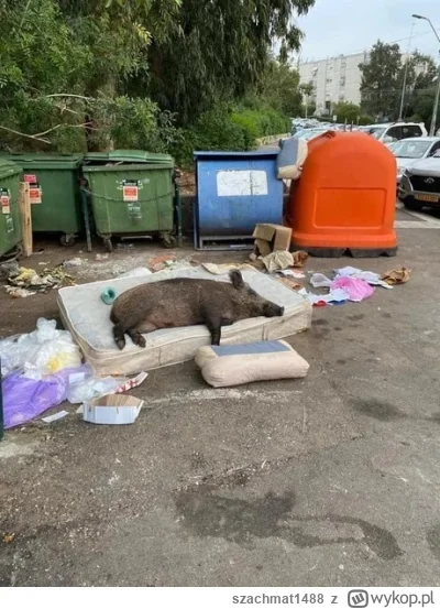 szachmat1488 - o, zobaczcie jak on wygląda!

#kononowicz