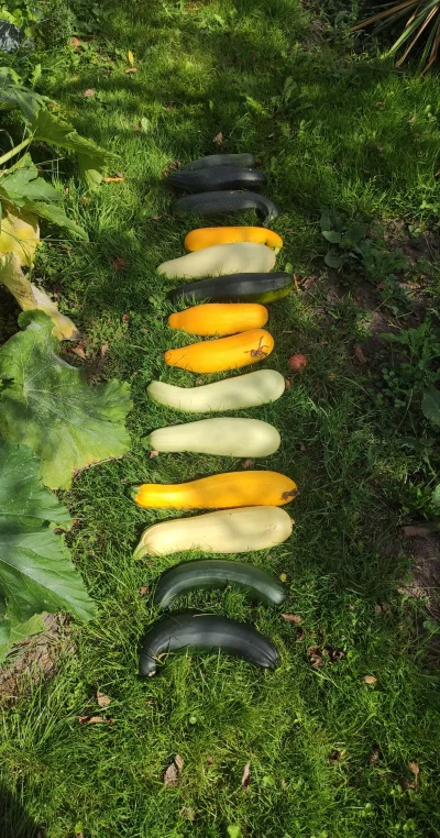 mkorsov - Kabany z ROD do rozdania ( ͡º ͜ʖ͡º)

#rod #ogrodnictwo #rolnictwo