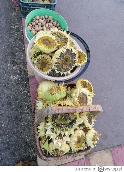 Zielarz50 - Dzisiejszy zbiór słoneczników i orzechów, będzie co dziubać wieczorami w ...