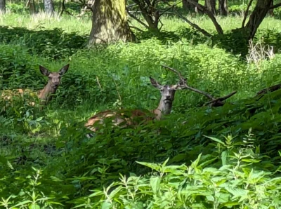 Owlosiaty-Dzik - A wiecie że ostatnio spotkałem Karola Świderskiego we własnej osobie...