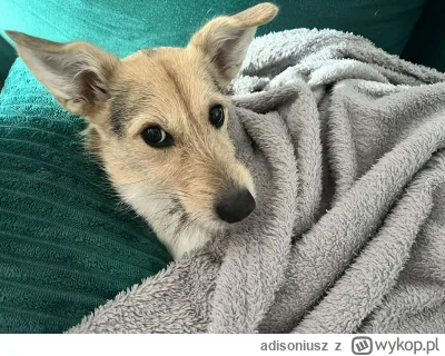 adisoniusz - Modelka 
#pokazpsa