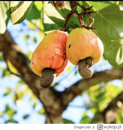 Dogecoin - Kto wie co to
#zagadka #kiciochpyta