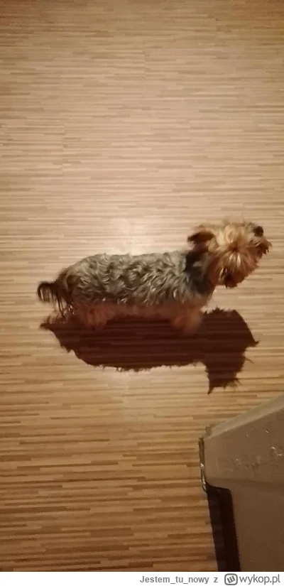 Jestemtunowy - @simpiara