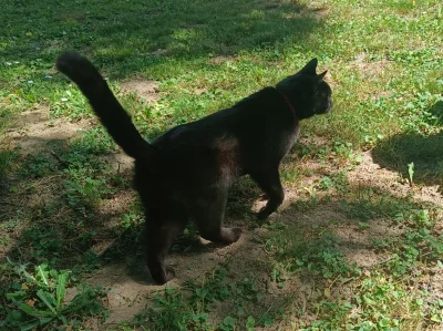 KladzSie - #koteczkizprzypadku