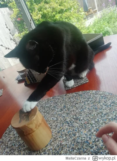 MallaCzarna - Człowiek, dej smaczna

#kot #koty #smiesznekotki #pokazkota