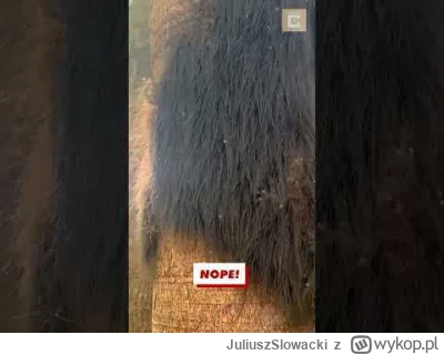 JuliuszSlowacki - Słodkich snów!

SPOILER