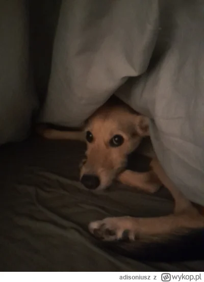 adisoniusz - ostatnio panienka polubiła chowanie sie pod kołdre a w domu sauna jak ró...