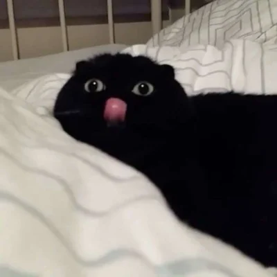 dywanikudyrektora - #koty #dziwnekotki