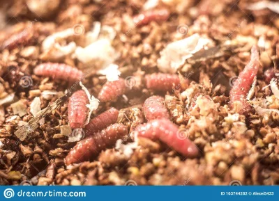 Bolxx454 - czy przerzucisz się na jedzenie robaków aby ratować klimat? #ankieta #roba...