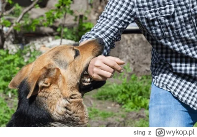 sing - Kiedy przychodzę do rodziców to ich buldożek zawsze mnie gryzie po rękach i sk...