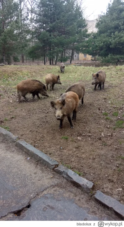 bladolux - Takich mam oto sympatycznych kumpli, którzy mnie czasami odwiedzają w #pra...