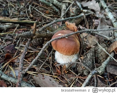 brzozafreeman - @brzozafreeman: bardzo dużo małych grzybów