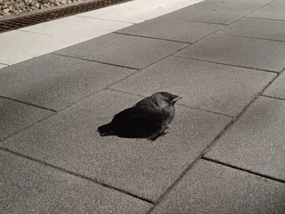 Chodtok - co to za typ
spał se w tej pozycji na chodniku
w końcu udało mi się go obud...