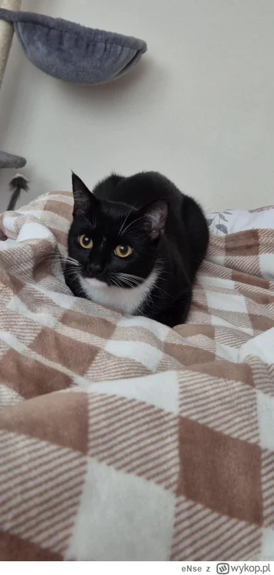 eNse - Wstaniesz w końcu napełnić miskę czy nie #pokazkota