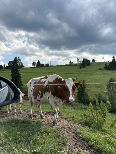 wybryk_natury - krówki 
#smiesznypiesek