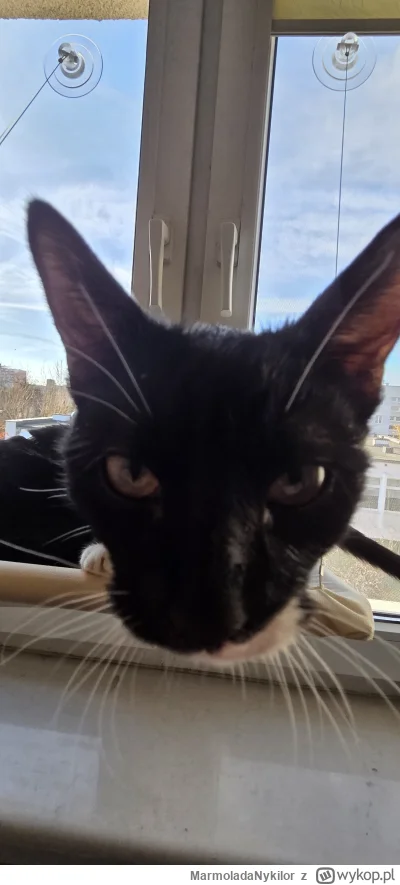 MarmoladaNykilor - #kot #pchelkafanclub