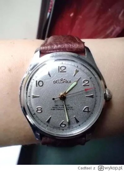 Cadfael - delbaneczka świeżo po przeglądzie, naoliwiona, chodzi jak złoto