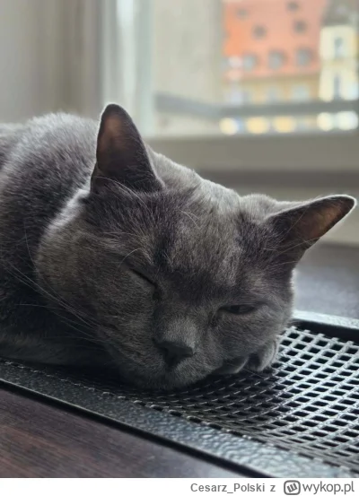 Cesarz_Polski - #kotekwrocek #wroclaw