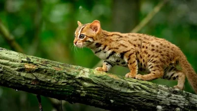 Sandrinia - Kotek rudy - najmniejszy z dzikich kotowatych, o połowę mniejszy od kota ...
