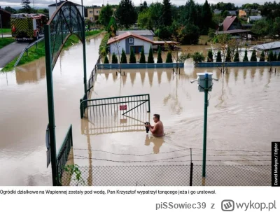 piSSowiec39 - Jeżyk uratowany. #powodz