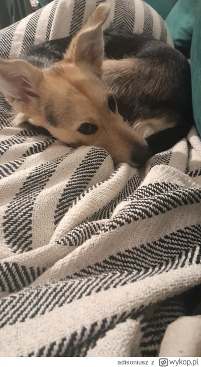 adisoniusz - Kuleczka
#pokazpsa