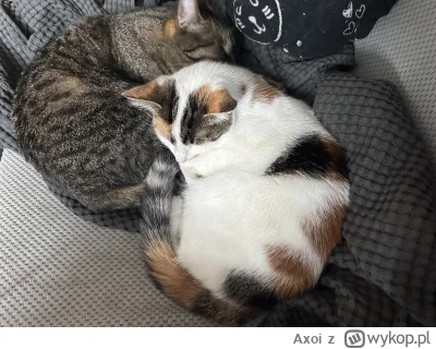 Axoi - @6poziomprokrastynacji: padaczka ssie ;_; Ja mam zwykłą, nie od guza tylko po ...