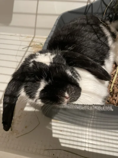 Myceliuman - @simpiara