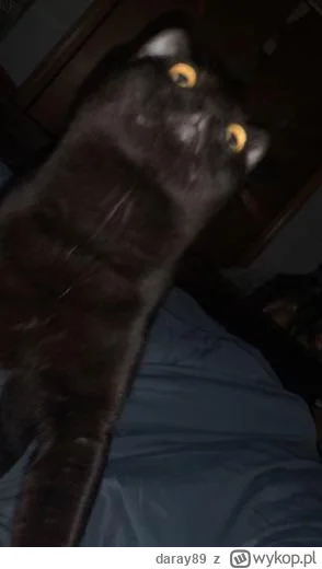 daray89 - #codziennykotopetany #dziwnekotki