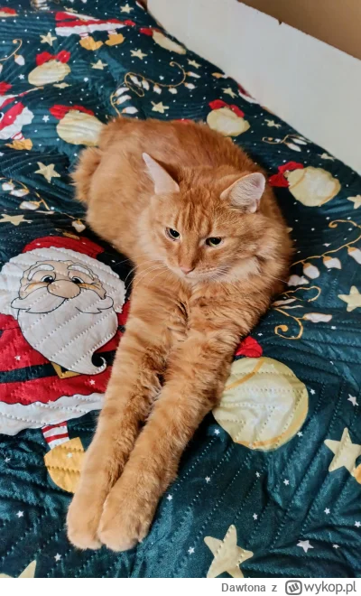 Dawtona - Dawno nie było już kotka, o to Król łóżka (｡◕‿‿◕｡)


#pokazkota #koty #kot ...