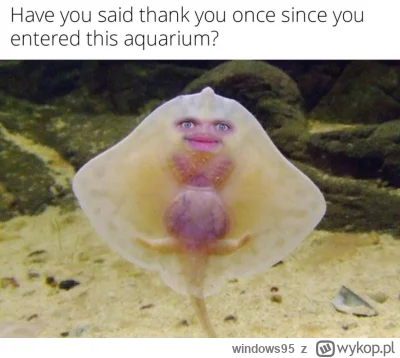 windows95 - Nie sądziłem, że kiedykolwiek będę cieszył się widząc takie zgliszcza na ...