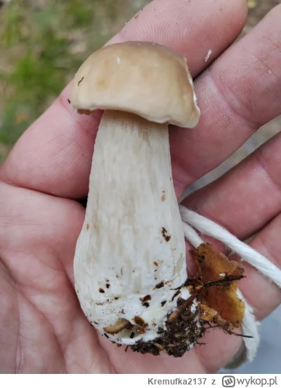 Kremufka2137 - @Barte_q byłem wczoraj, pomorskie, z pół kg kurek w dwie godziny, pier...