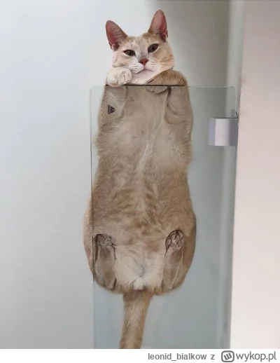 leonid_bialkow - @wfyokyga: cze