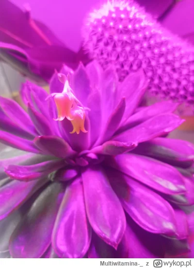 Multiwitamina-_ - Plusika dla mojej kwitnącej eszweri proszę 
#kwiaty
#chwalesie 
#bo...