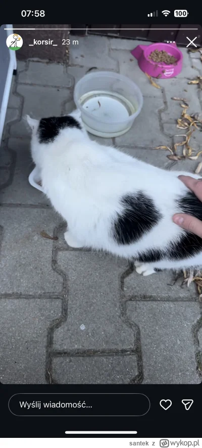 santek - kot się znalazł #korsir