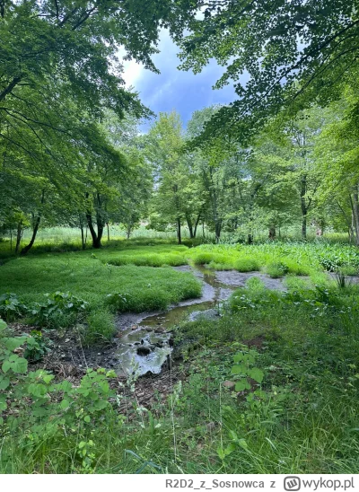 R2D2zSosnowca - @R2D2zSosnowca bagienko czerwcowe