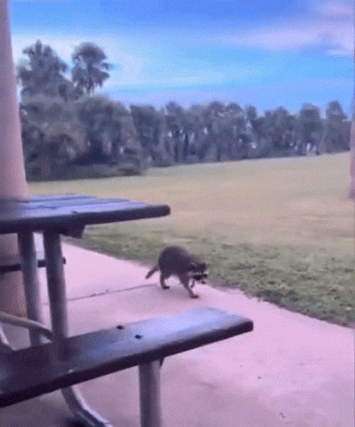 wfyokyga - Pożyczę se trochę żarcia od cb kiciu, nara xd