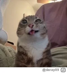 daray89 - #codziennykotopetany #dziwnekotki