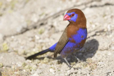Apaturia - Jak upaćkany fioletem. Niektóre ptaki wyglądają trochę tak, jak gdyby ktoś...
