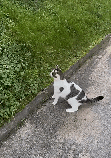 jestemtakizmeczony - #smiesznekotki 🧵

#gifyzkotkami #smiesznekoty #gifyzkotami