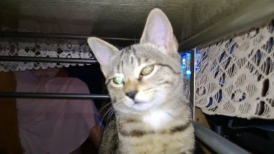 Solsith - #spaslak @LimboNoir z nagrodą mini bułki za wkład w pomoc( ͡° ͜ʖ ͡°)