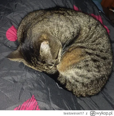 testoviron17 - Budzić? O 5 mnie wybudziła swoim cierpieniem, bo jej myszozabawka wpad...