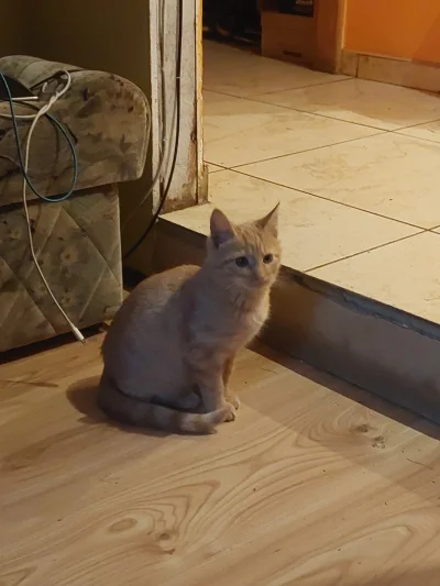 wscieklizna_irl - (｡◕‿‿◕｡)

#koteczkizprzypadku #pokazkota