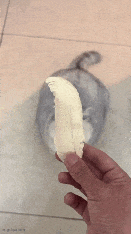 wfyokyga - Ale grubas xD