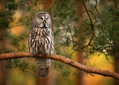 Lifelike - Puszczyk mszarny (Strix nebulosa) 
Głos
Autor
#photoexplorer #fotografia #...