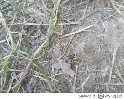 Slavica - taki pająk mi lata po ogródku - po małym researchu stwierdzam, że to jest s...