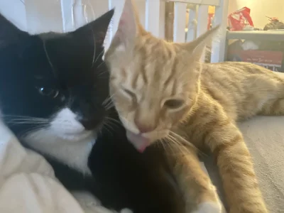 AMBIWALENTNYPSIUR - #pokazkota mlem